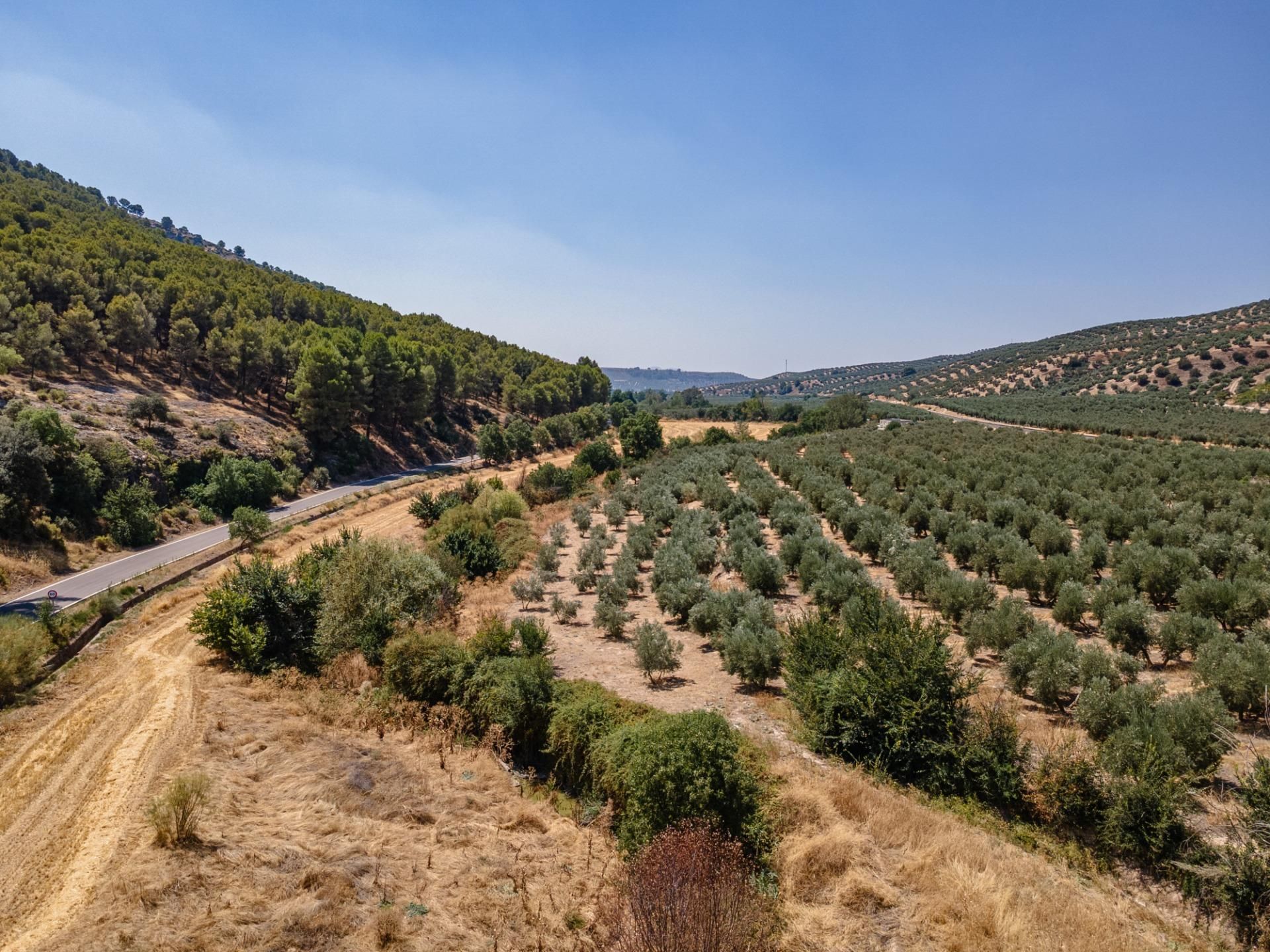 Terreno en venta en Deifontes