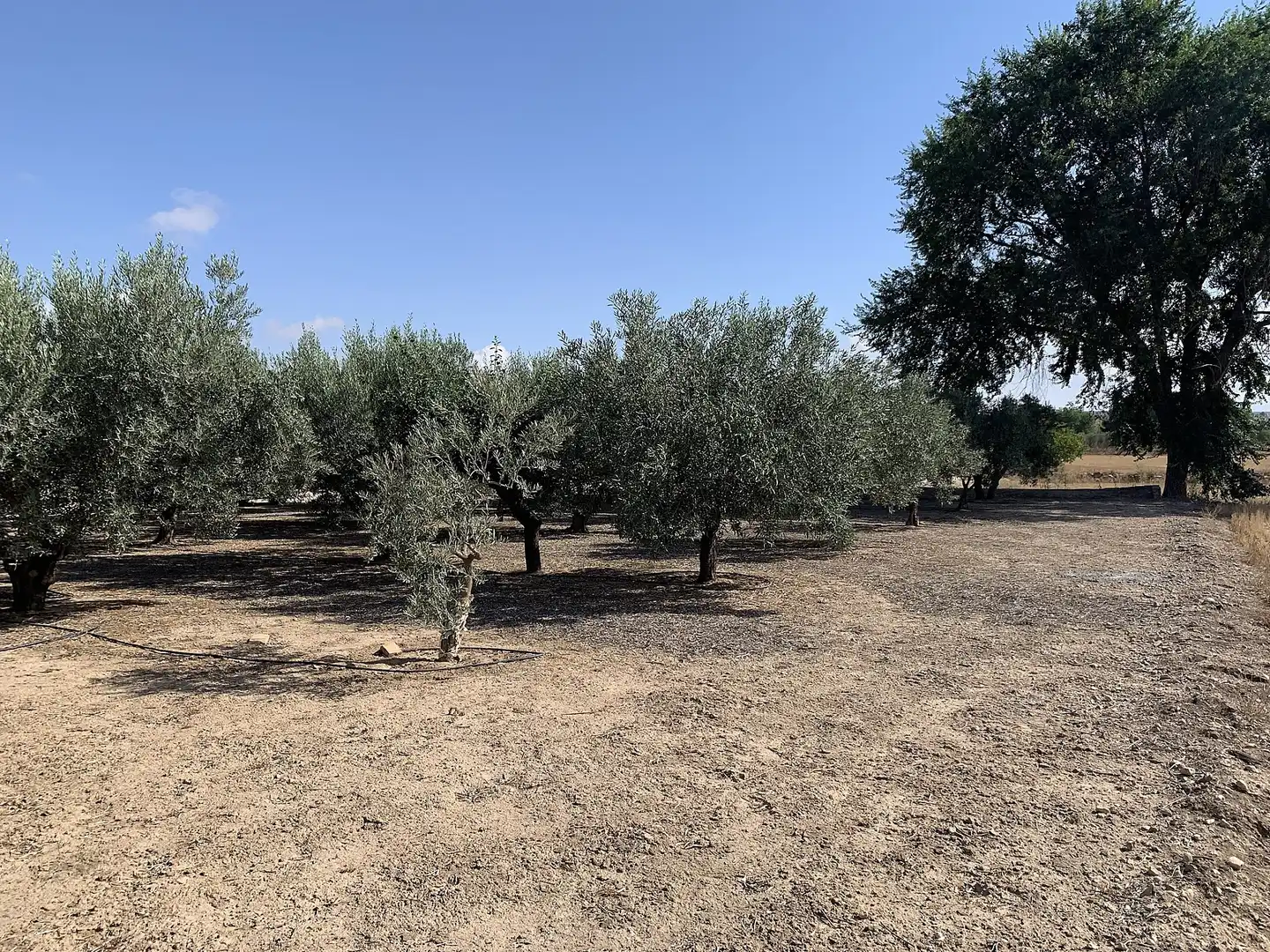 Finca rústica en venda en Caudete