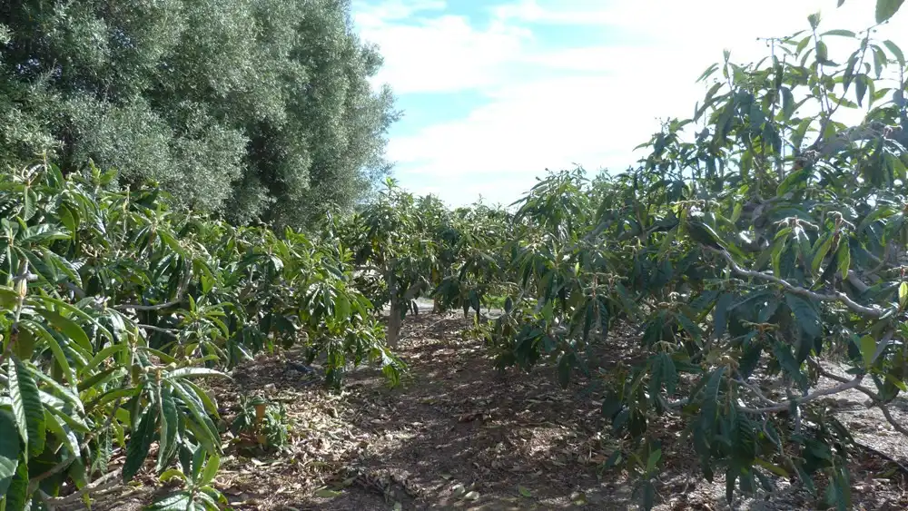 Terreni e lotti in vendita a Ítrabo, imagen 4