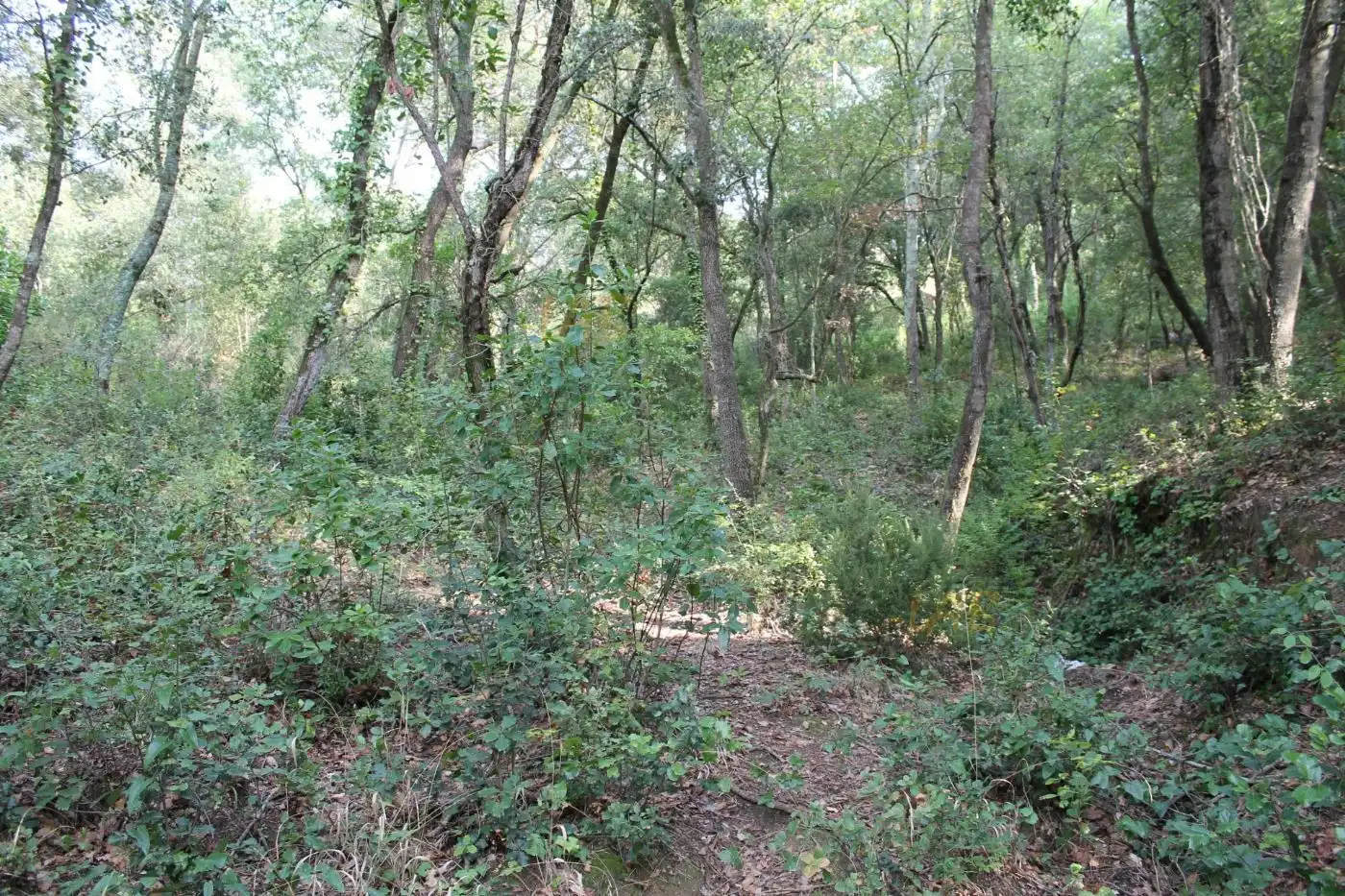 Terreno residencial en venta en Carrer del Cardener 25, imagen 5