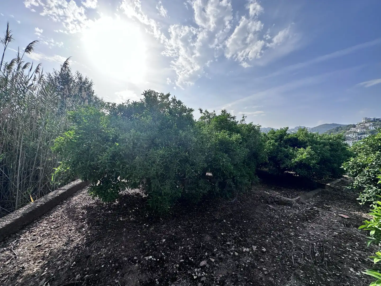 Terreno rustico in vendita a Pego, imagen 18