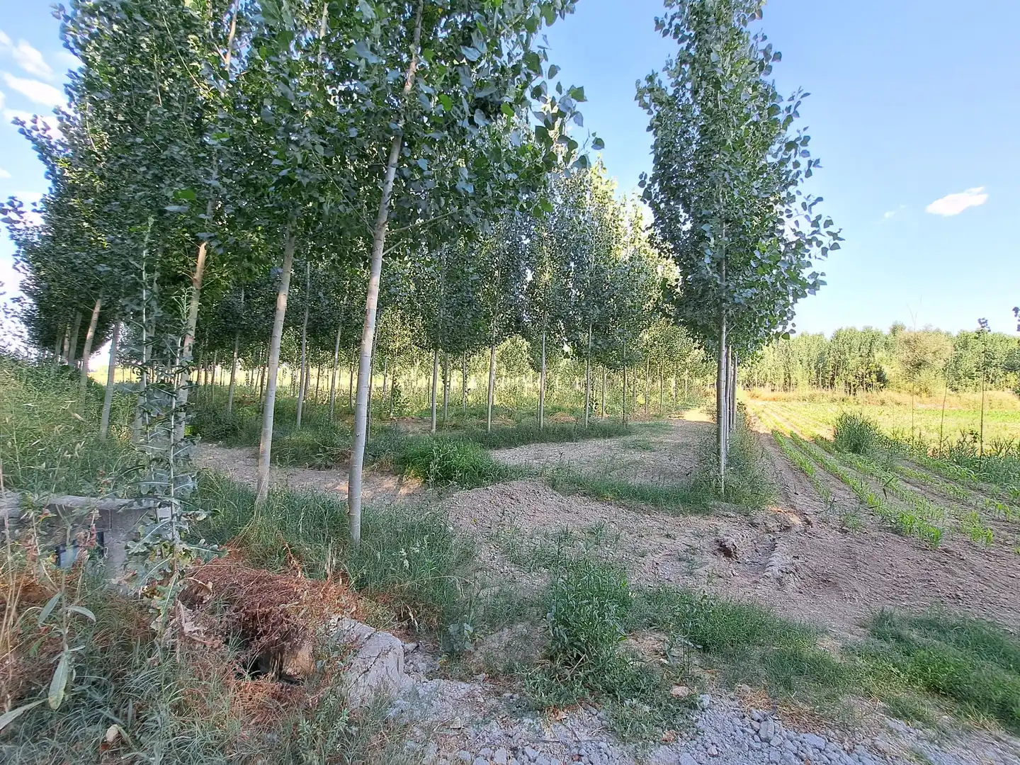 Land for sale in Fuente Vaqueros