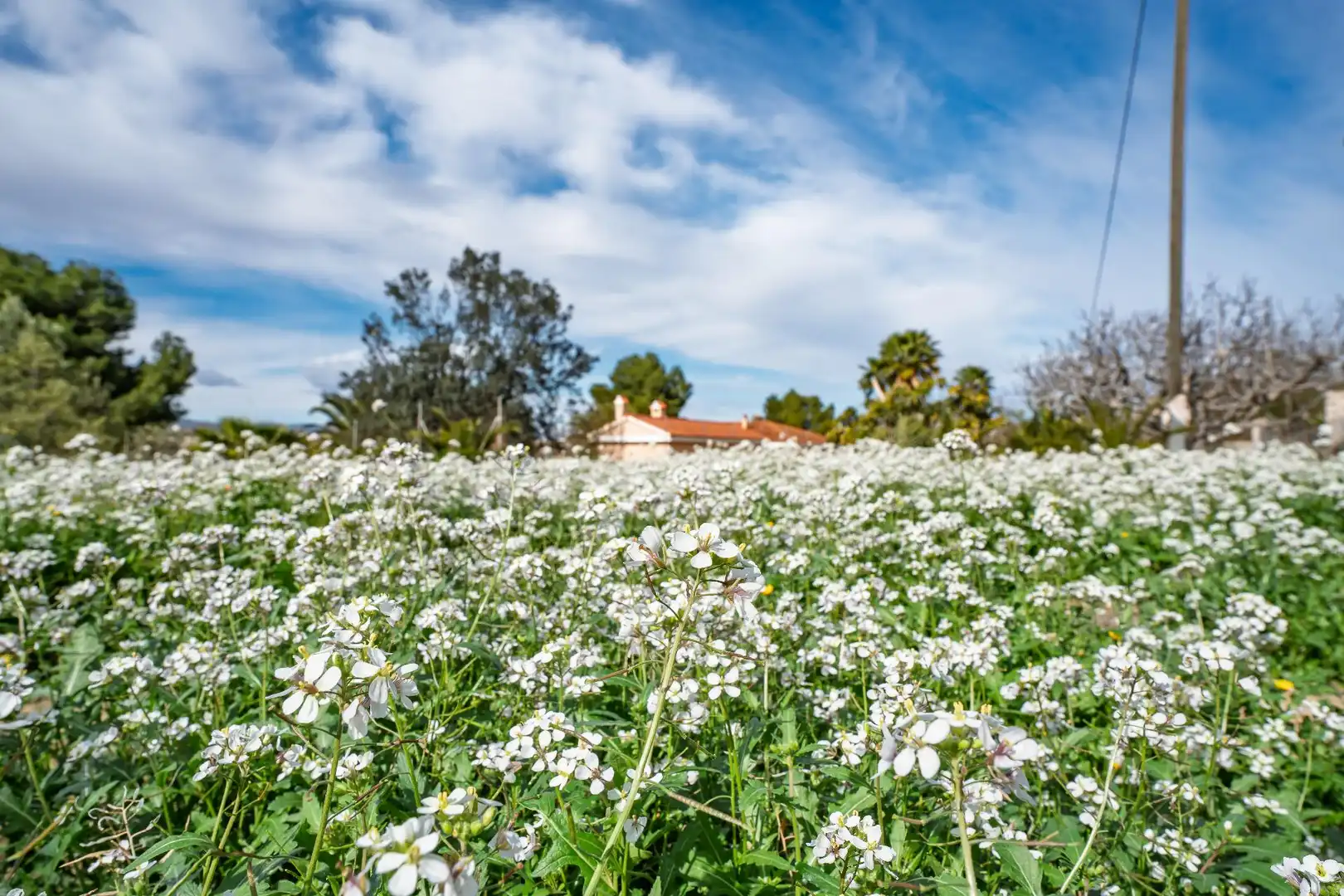 Vista exterior de Casa o chalet en venta en Novelda con Aire acondicionado, Calefacción y Jardín privado
