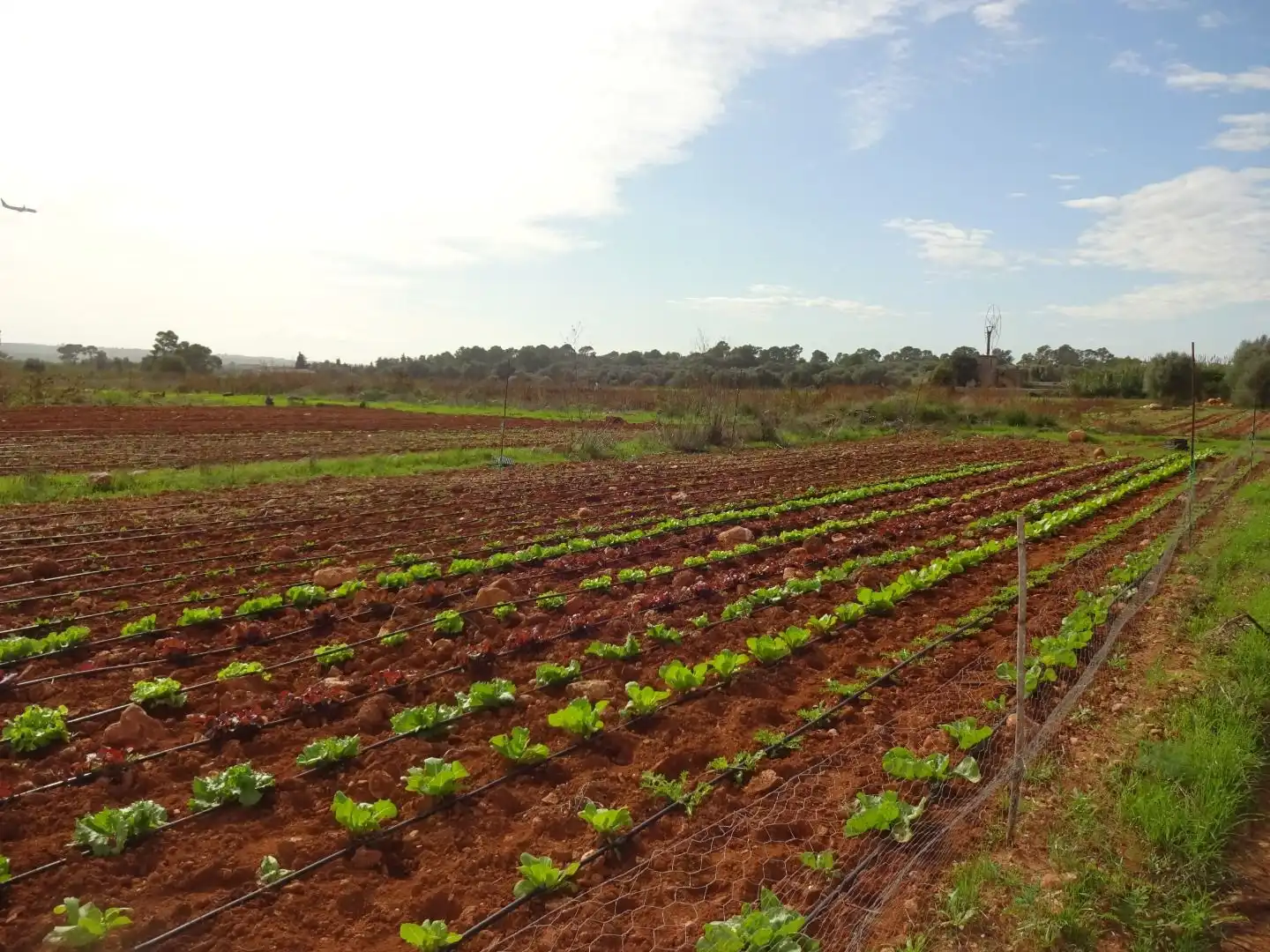Jardín de Finca rústica en venta en  Palma de Mallorca