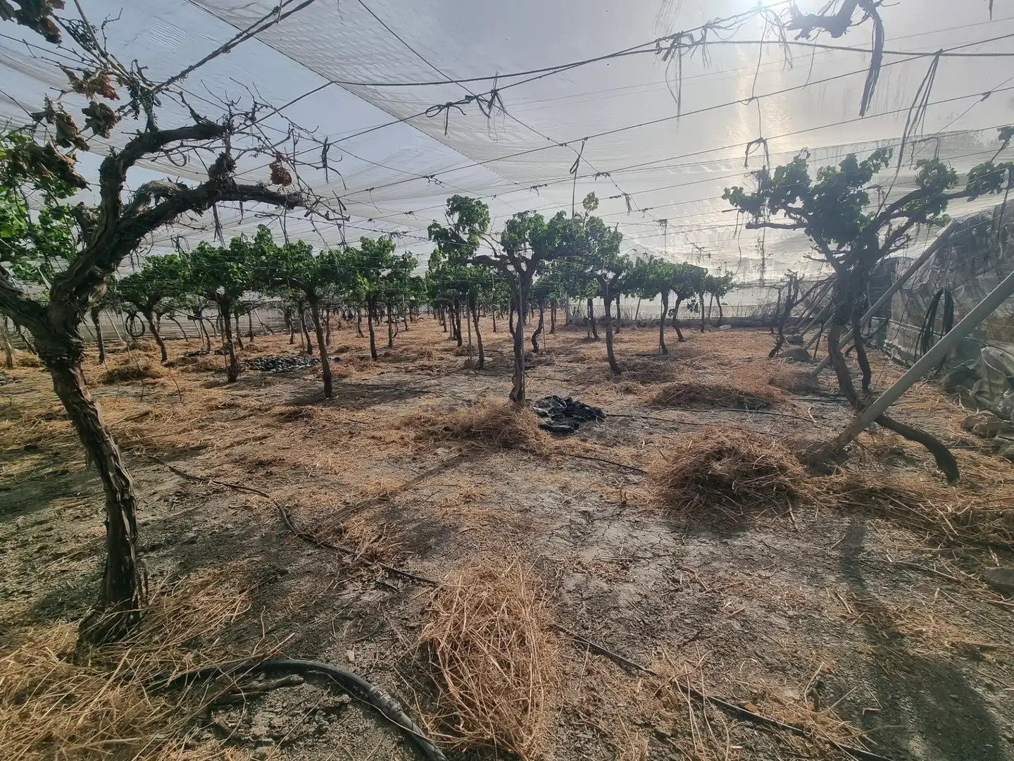 Terreno rustico in vendita a Calle Real 7B, imagen 3