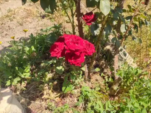 Casa rústica amb jardí en venda a Carretera Narila 1, imagen 14