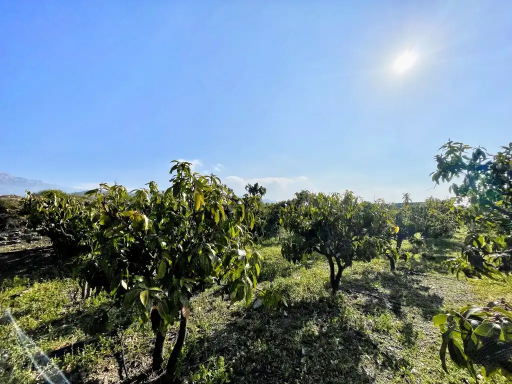 Casa rústica amb jardí en venda a Vélez-Málaga ciudad, imagen 23