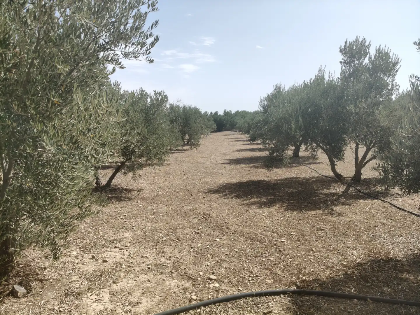 Houses for sale in Baza