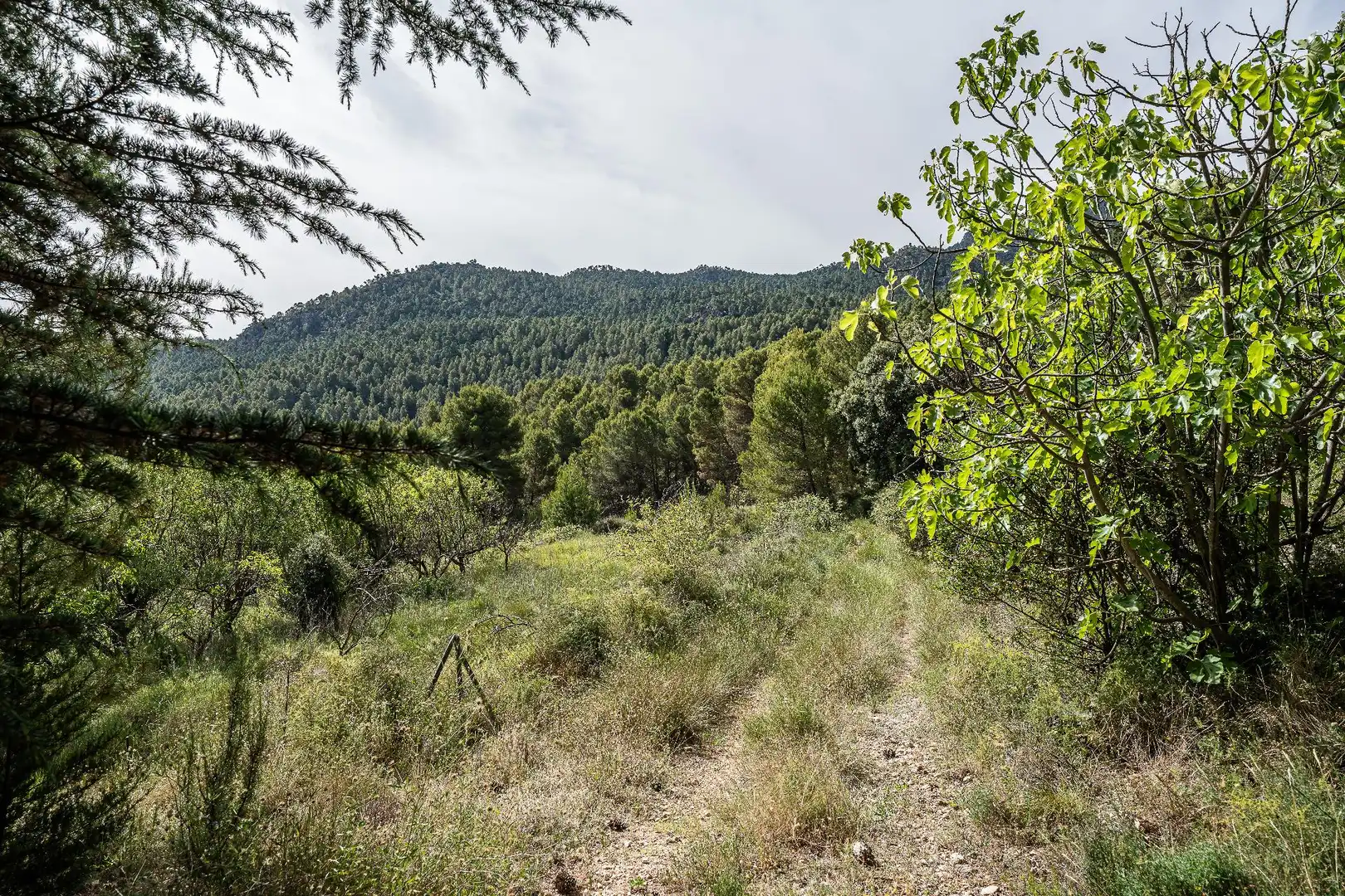 Finca rústica en venta en Moratalla con Piscina