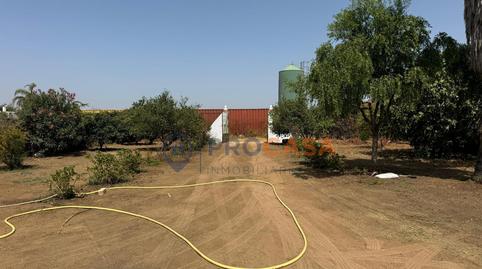 Foto 4 de Finca rústica en venda a Oromana, Alcalá de Guadaira