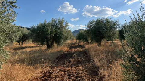 Finca de olivos en Padul, immagine 2