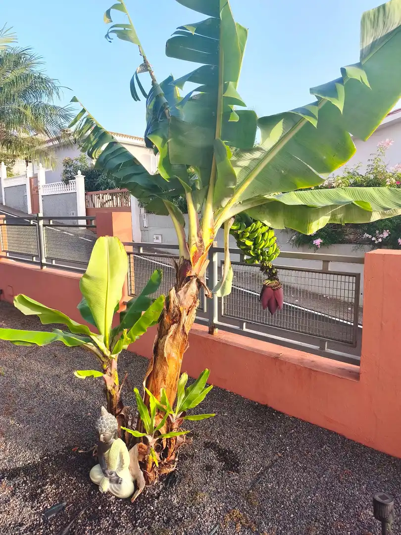 Haus mit Garten zum Verkauf in Guayonje - Mesa del Mar, imagen 6