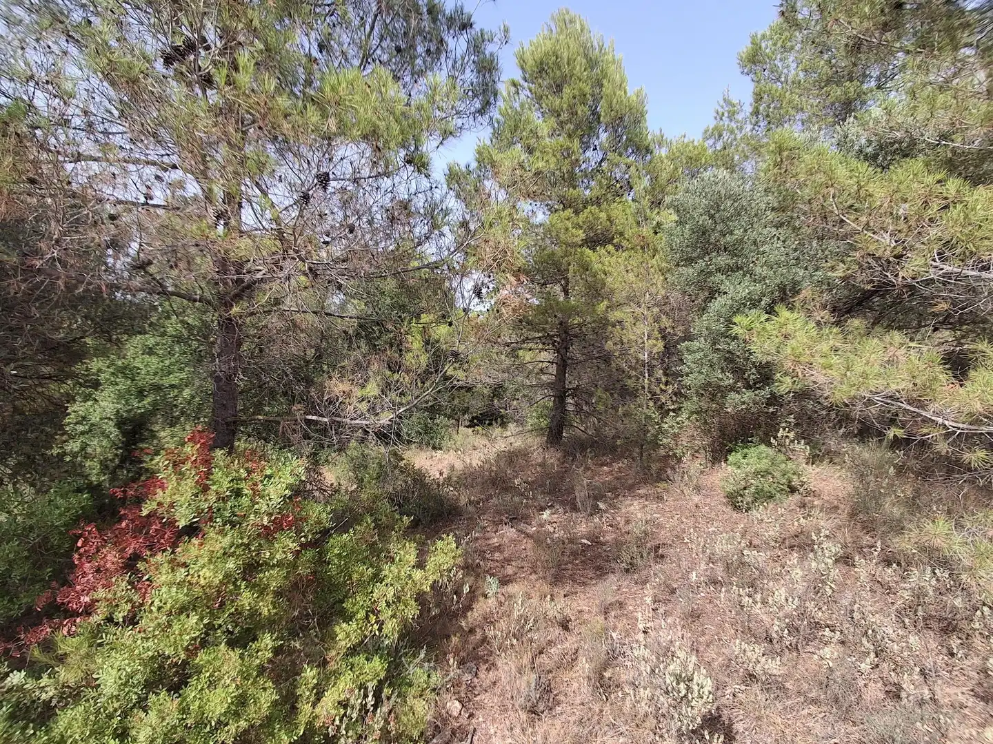 Rural land for sale in Gandesa, imagen 50