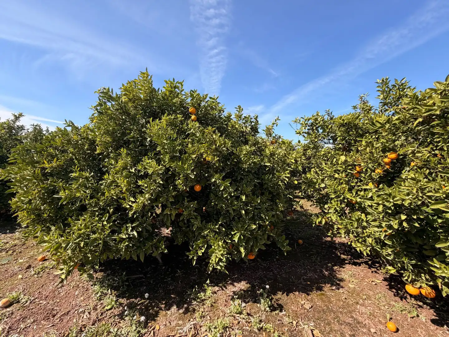 Rural land for sale in Almenara, imagen 34