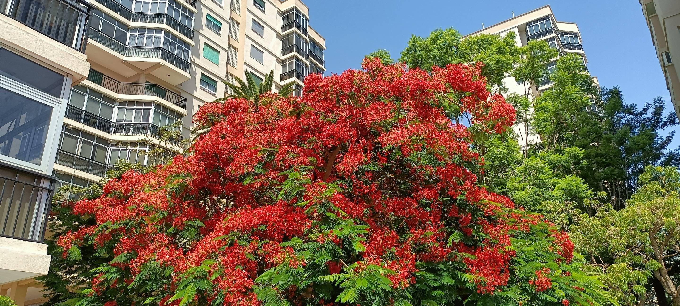 Exterior view of Apartment for sale in  Santa Cruz de Tenerife Capital  with Balcony