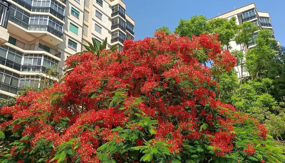 Foto 1 de Apartament en venda a Calle Garcilaso de la Vega, La Salle - Cuatro Torres, Santa Cruz de Tenerife
