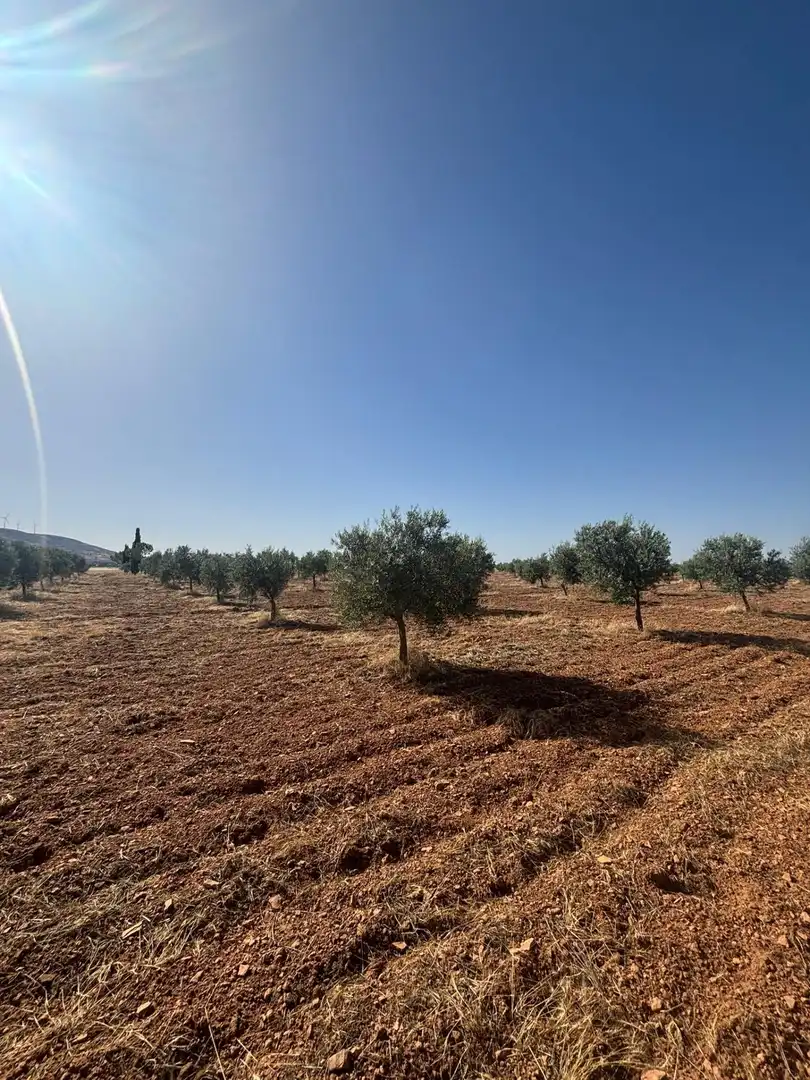 Rural land for sale in Valdepeñas, imagen 12