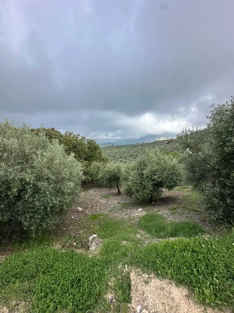 Terreni e lotti in vendita a Alfarnate, imagen 62