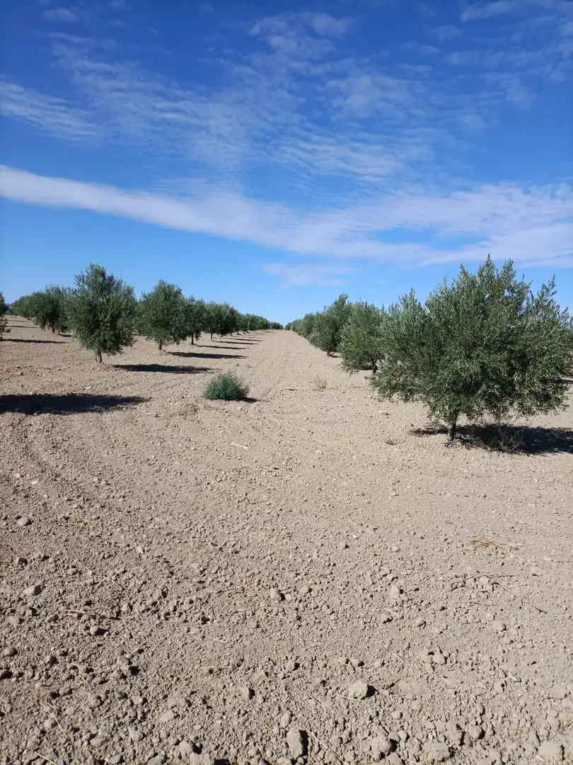 Rural land for sale in Almonacid de Toledo, imagen 2