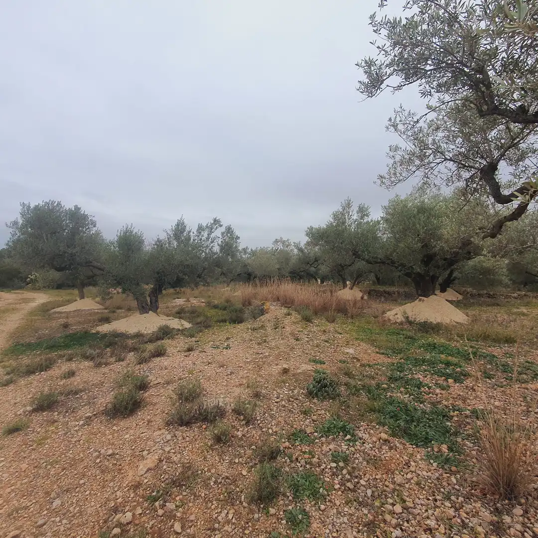 Terrain rustique à vendre à L'Aldea, imagen 2