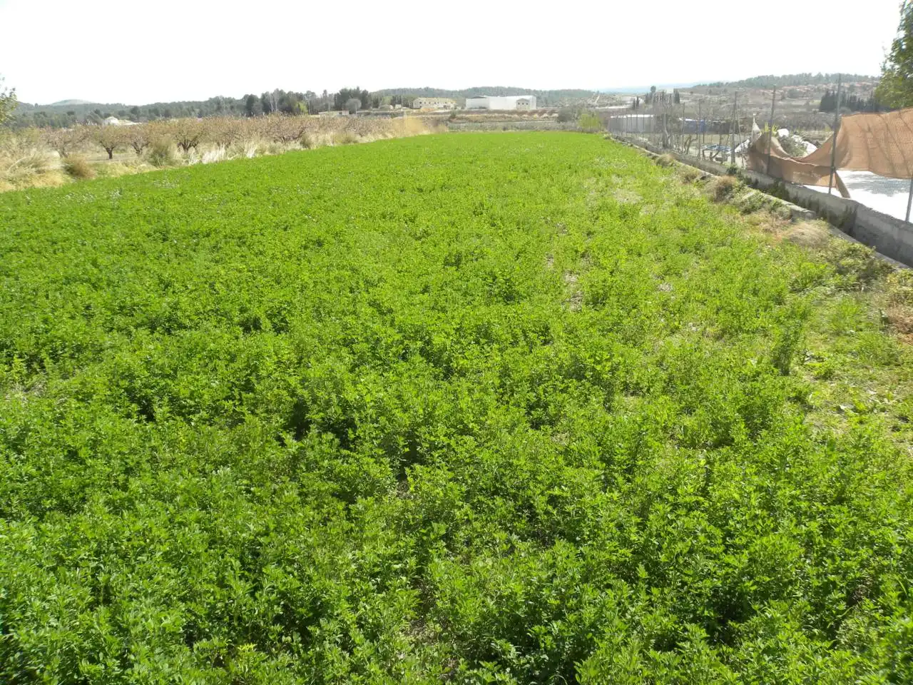 Residential land for sale in Caravaca de la Cruz, imagen 3