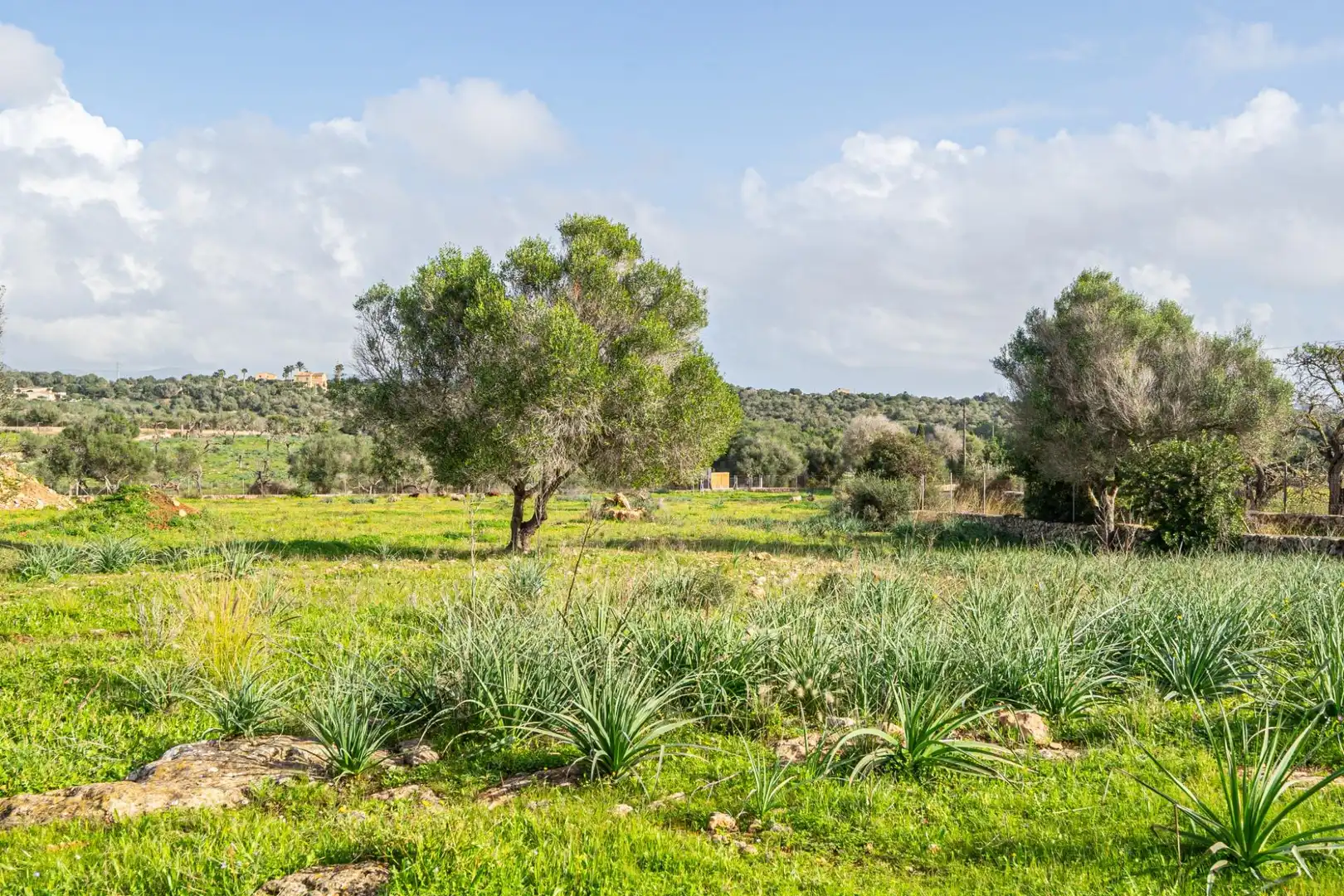 Rural land for sale in Sant Llorenç des Cardassar, imagen 3