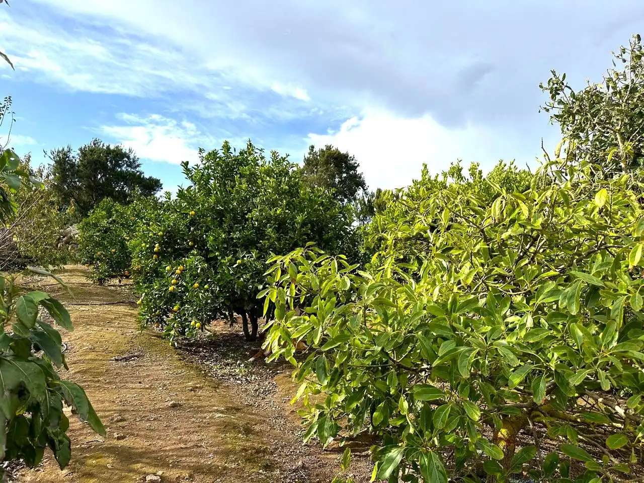 Finca rústica en venda en El Tanque