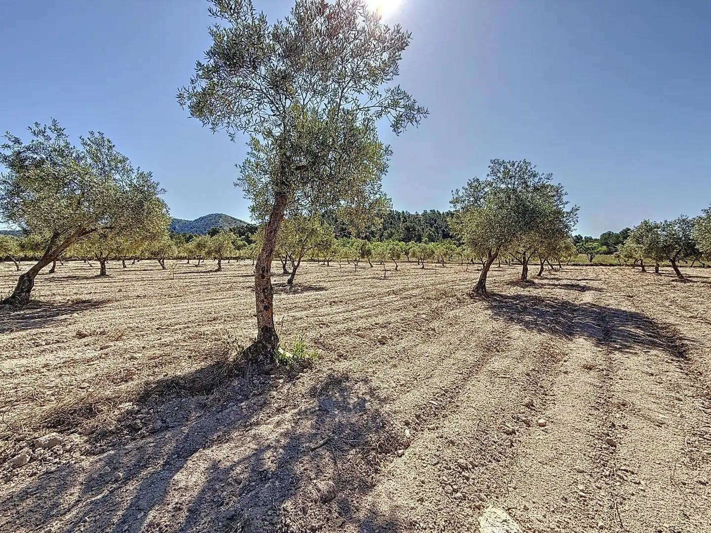 Terreno en venta en Biar