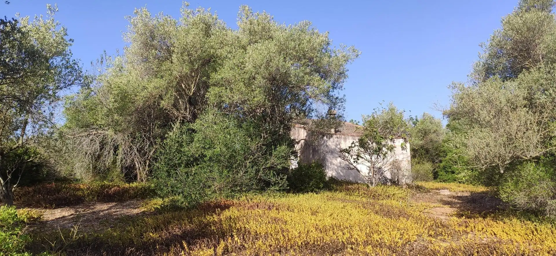 Country homes for sale in Eucaliptus - Poble Nou del Delta