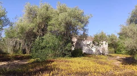 Foto 2 de Finca rústica en venta en Eucaliptus - Poble Nou del Delta, Amposta