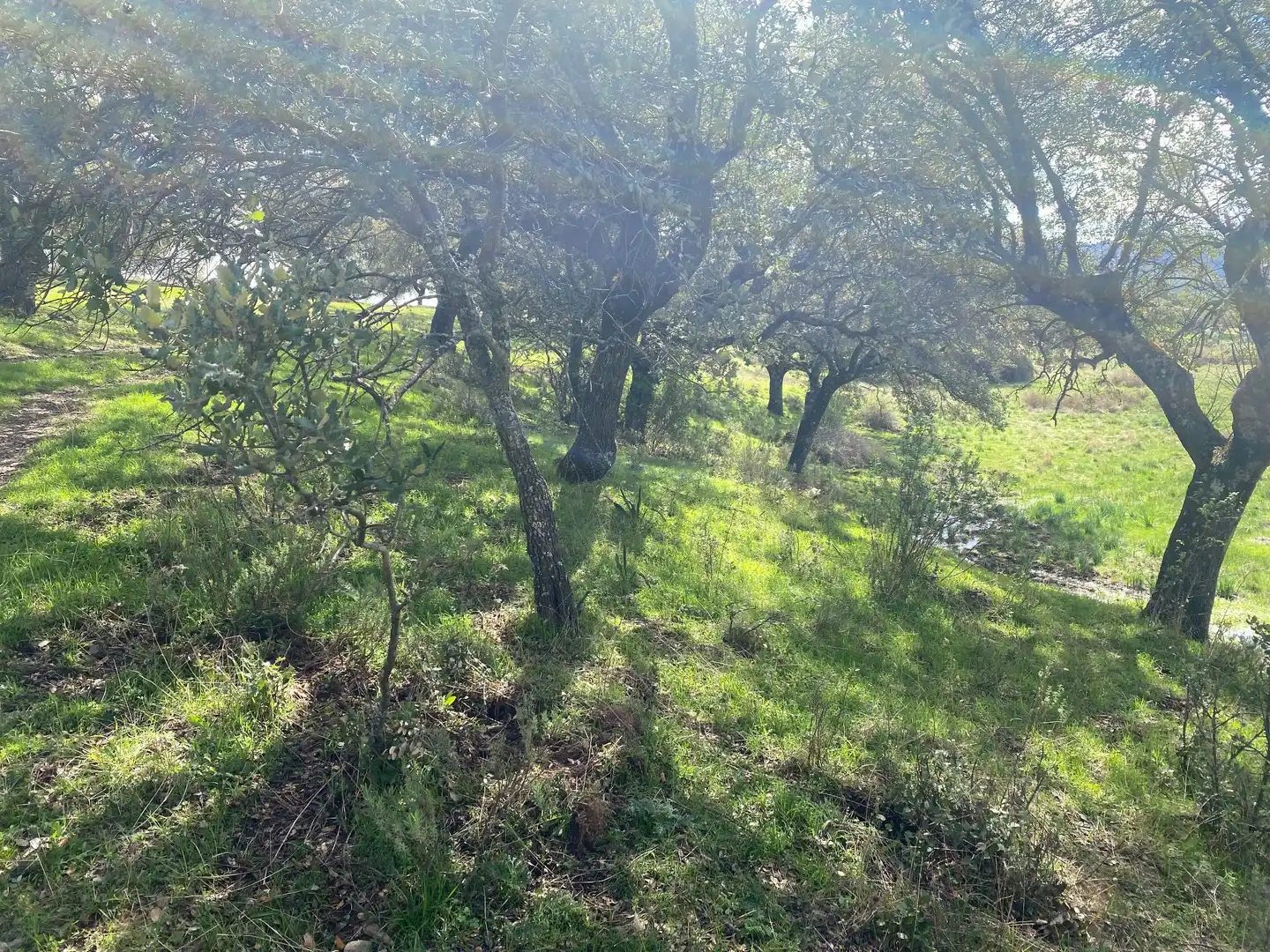 Terreny en venda en Mohedas de la Jara