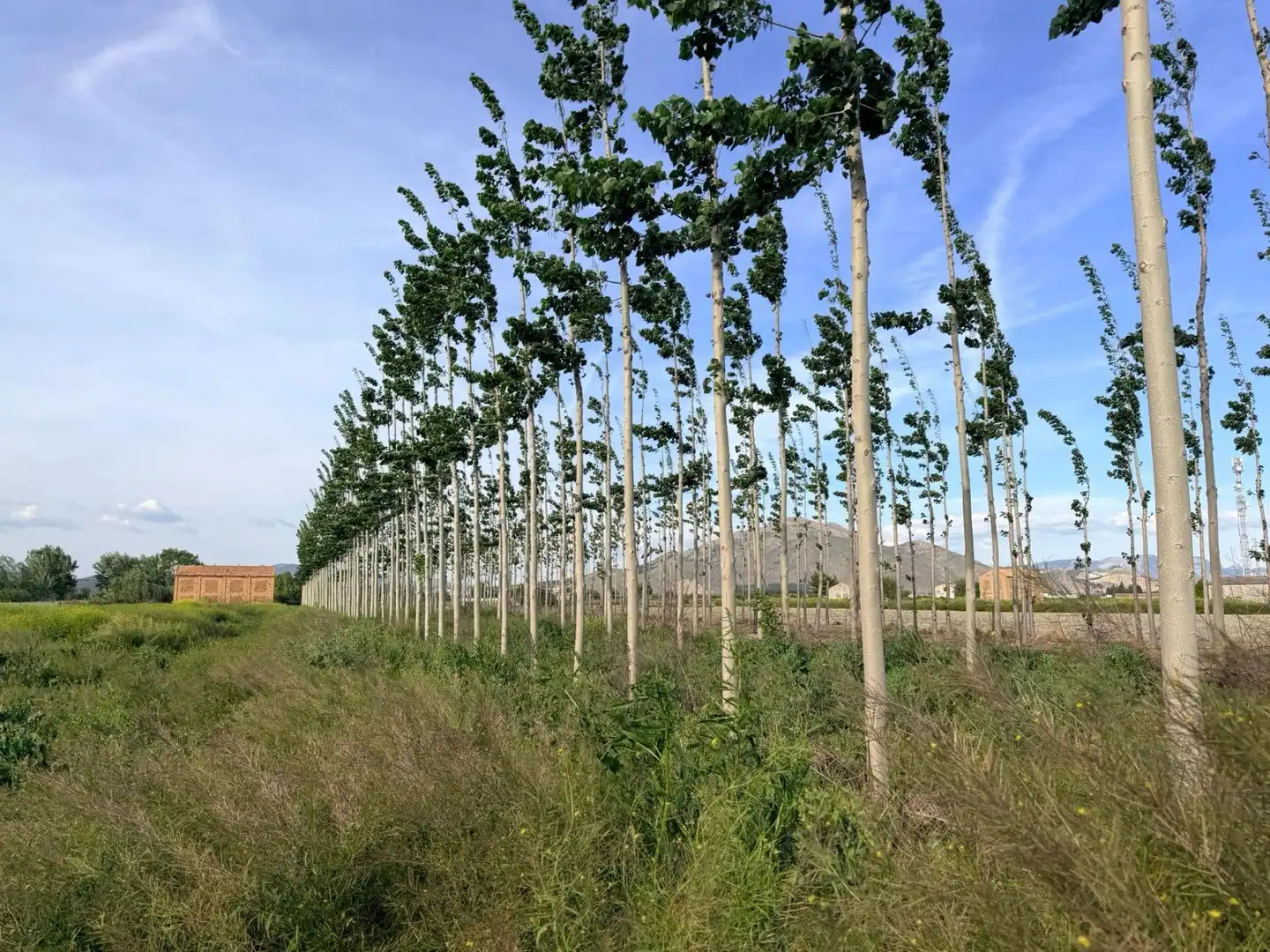 Terrains et parcelles à vendre à Fuente Vaqueros, imagen 6