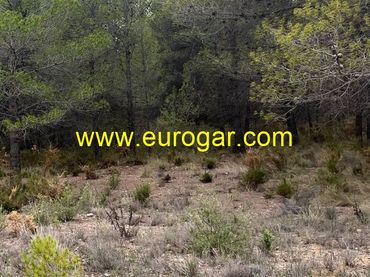 Terrain rustique à vendre à Centro