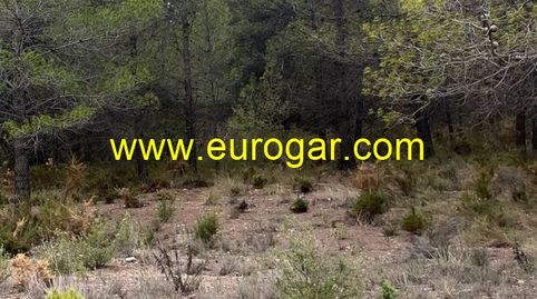 Parcela de pinos llana de 20000m2 aproximadamente.