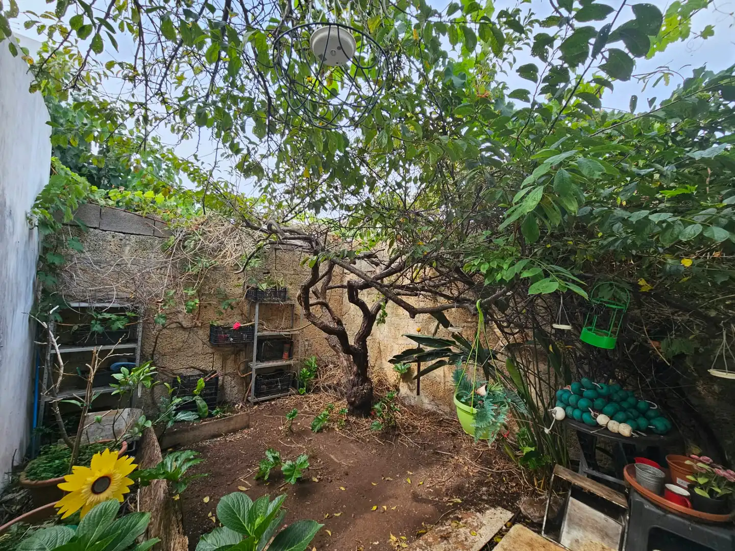 Jardí de Casa o xalet en venda en La Laguna