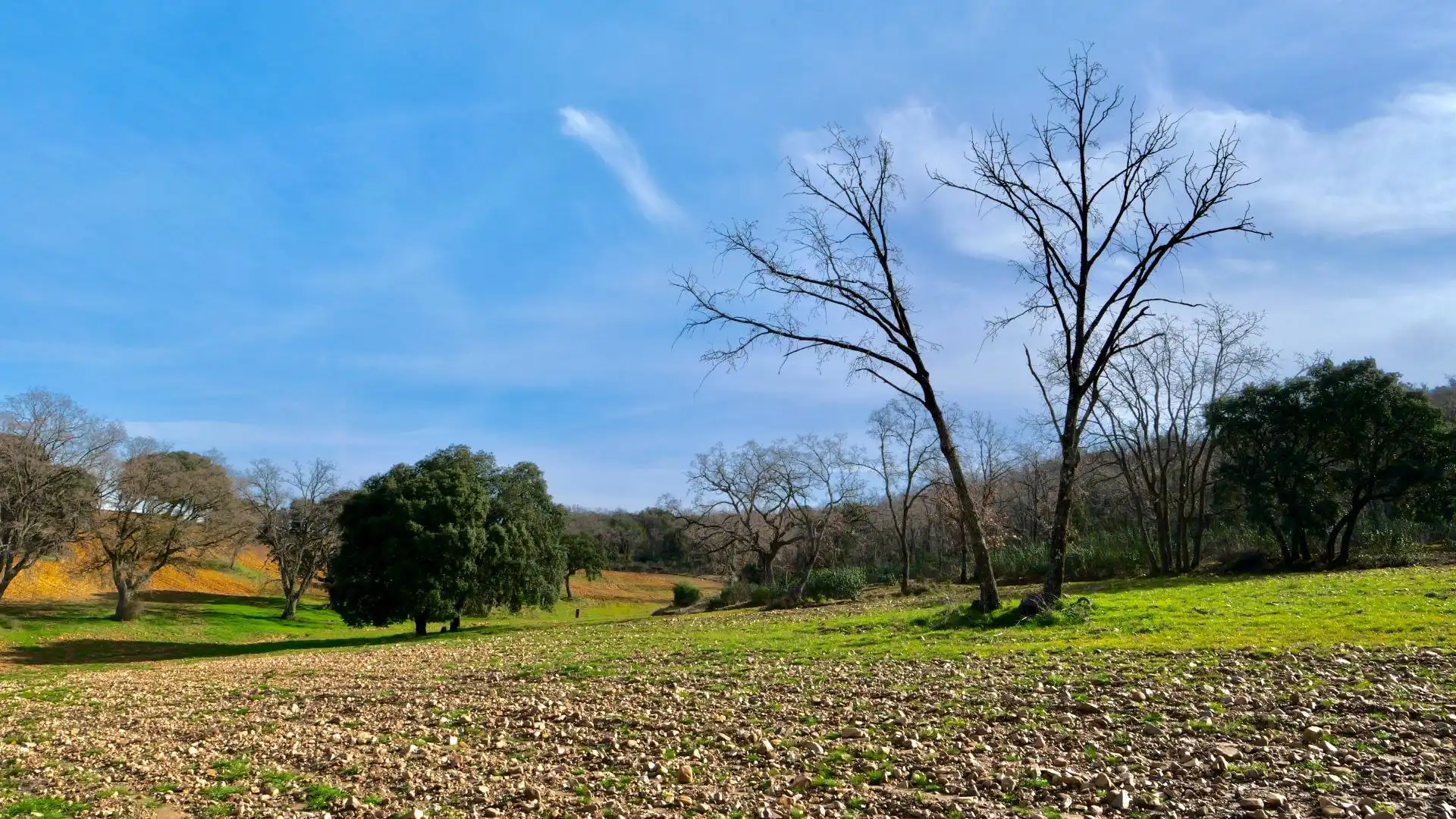 Land for sale in Arbancón