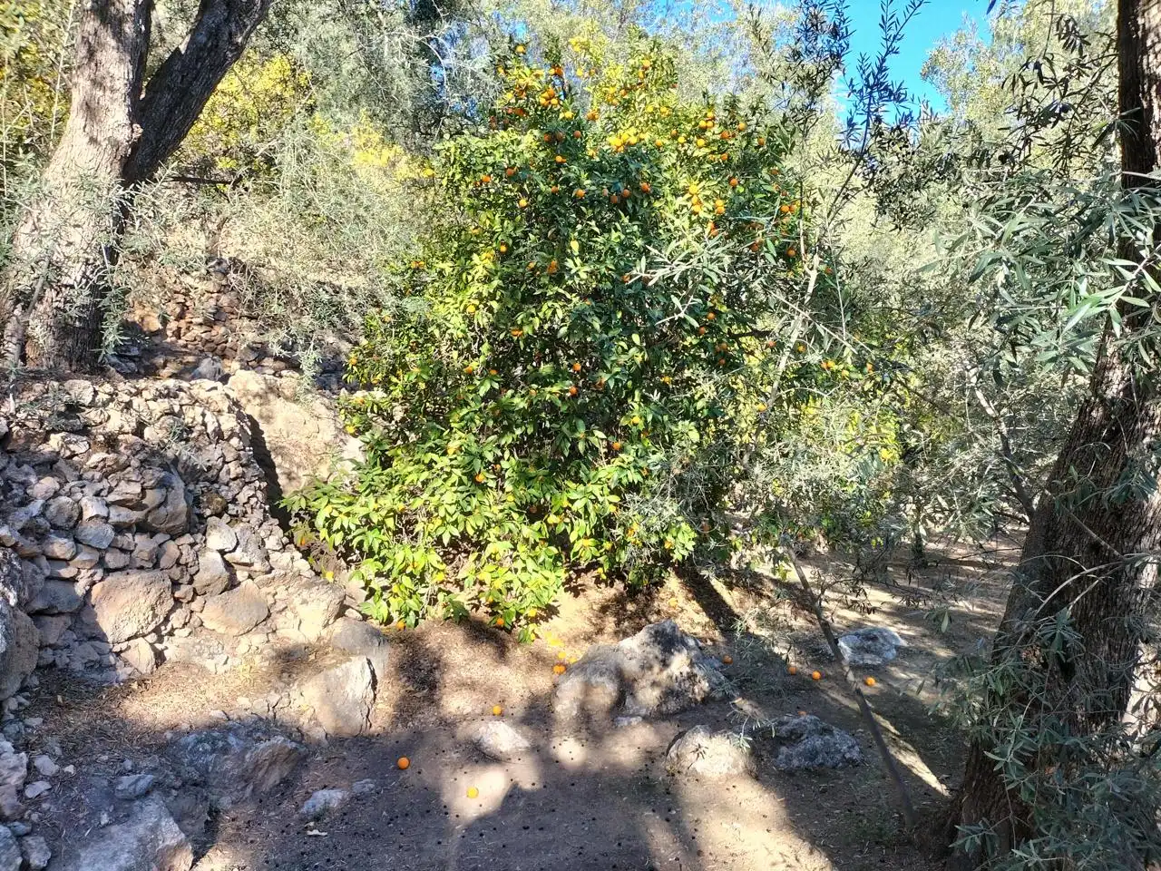Finca rústica en venda en El Pinar