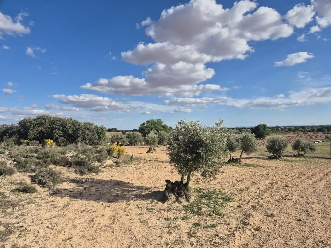 Rustikales Grundstück zum Verkauf in Ctra. Las Mesas, imagen 8