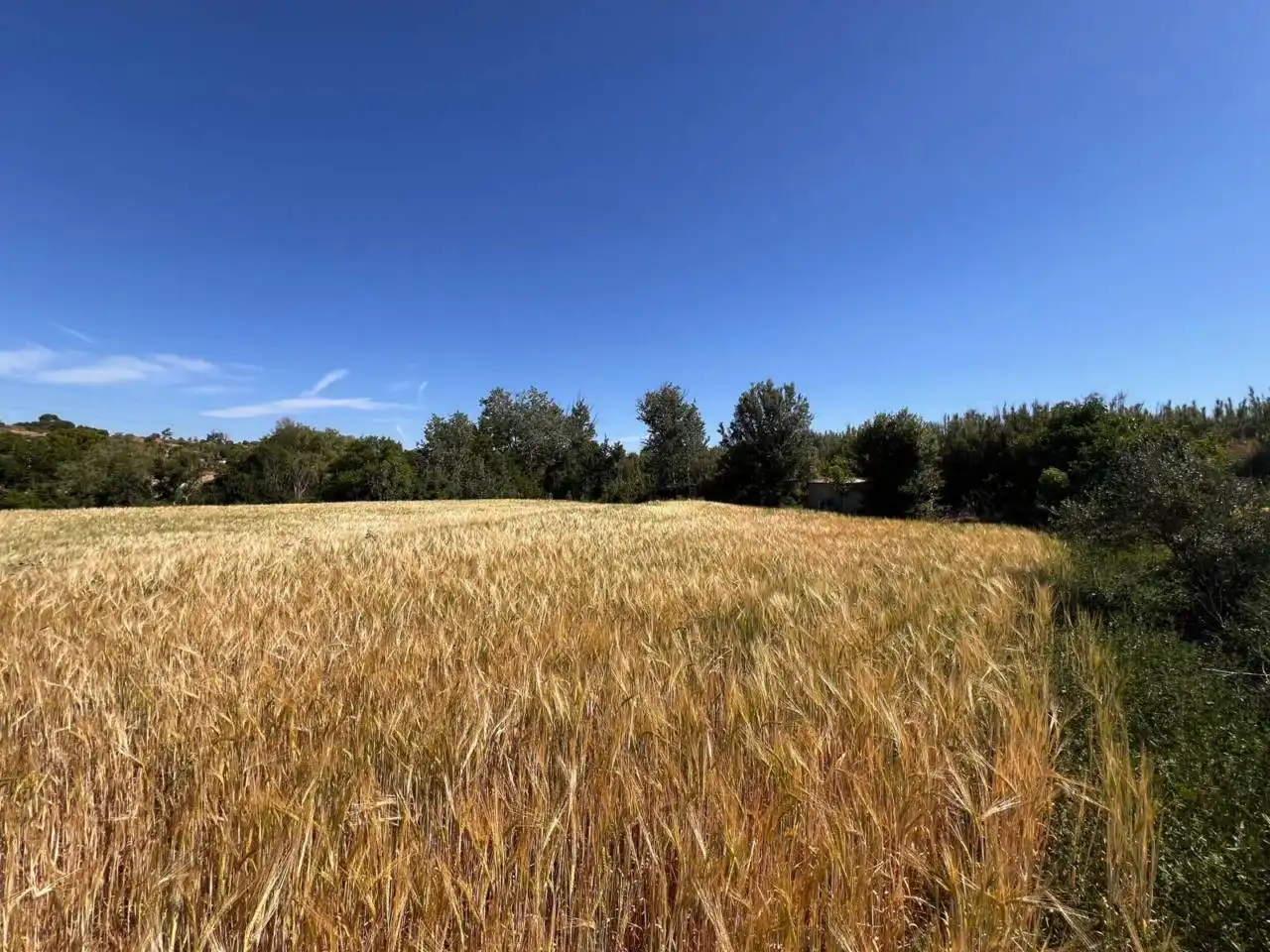 Rural land for sale in Barri Mion - Puigberenguer, imagen 4