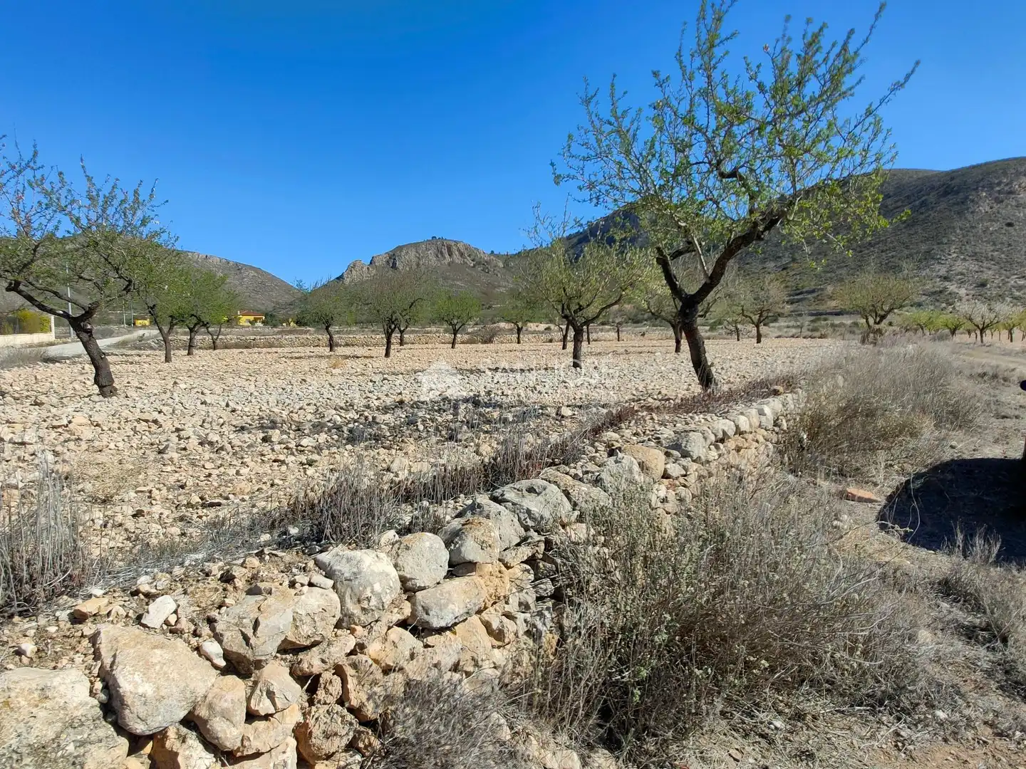 Terreno rustico in vendita a La Murada - Los Vicentes