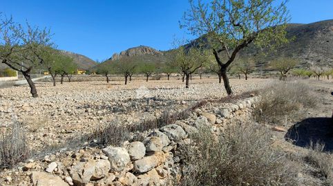 SE VENDE PARCELA CON PRODUCCION DE ALMENDROS AL LADO DEL PUEBLO DE BARBARROJA