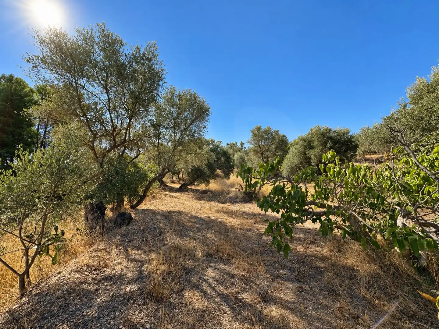 Terrain rustique à vendre à Riba-roja d'Ebre, imagen 7