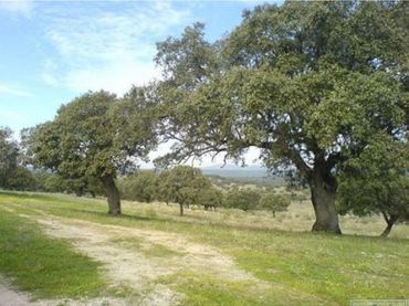 Terreni e lotti in vendita a Sur
