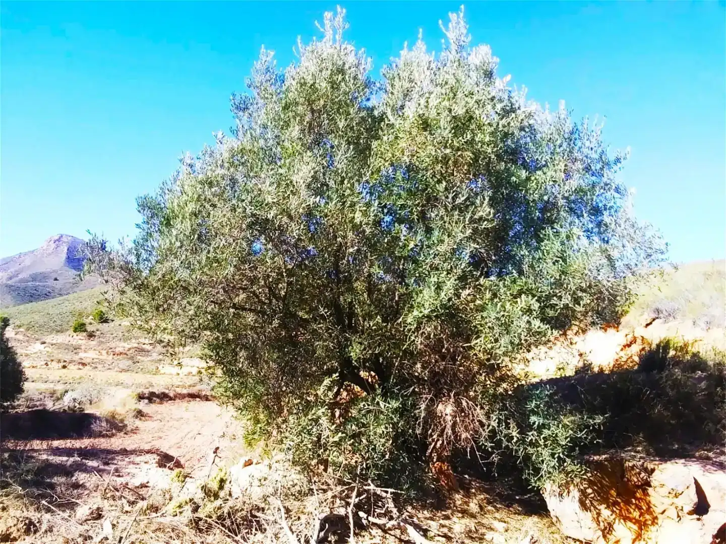 Land for sale in Lorca
