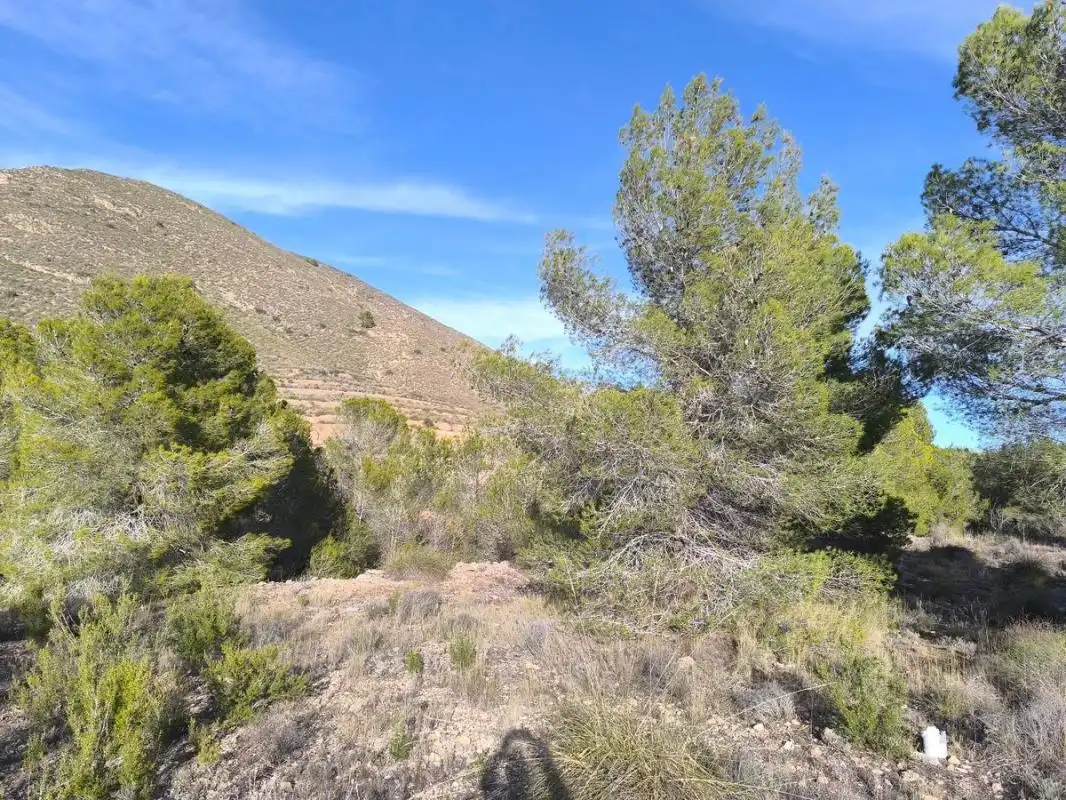 Rural land for sale in Poligono 4, parcela 190