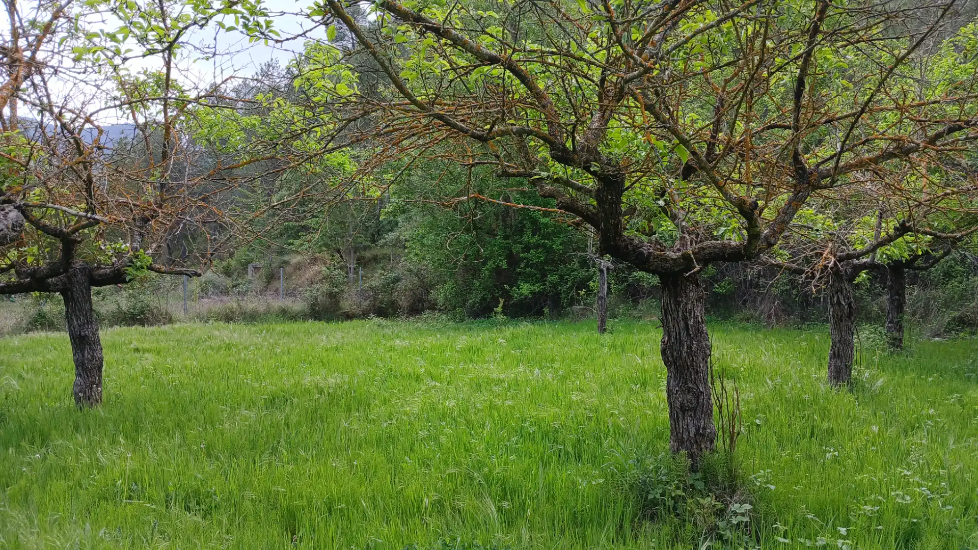 Land for sale in Beceite