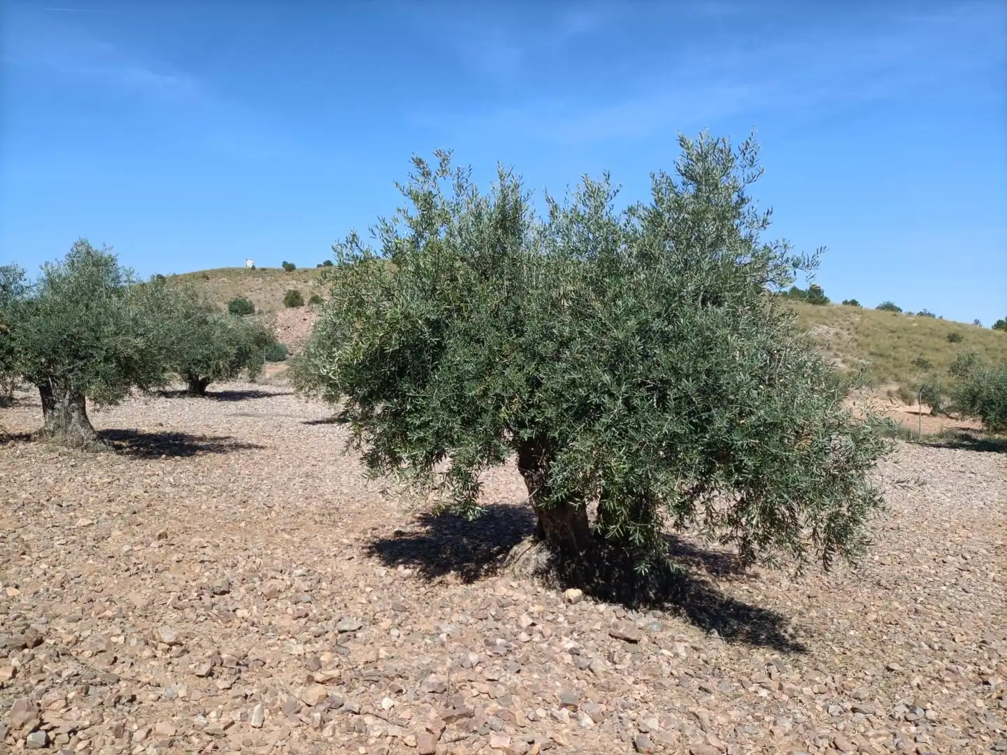 Terreni e lotti in vendita a Villaminaya, imagen 3