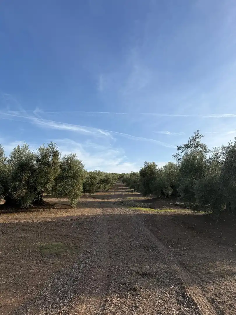 Land for sale in Benamejí