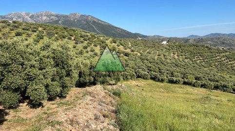 Parcela rústica agraria en Alcaucín de 16000 m2, immagine 2