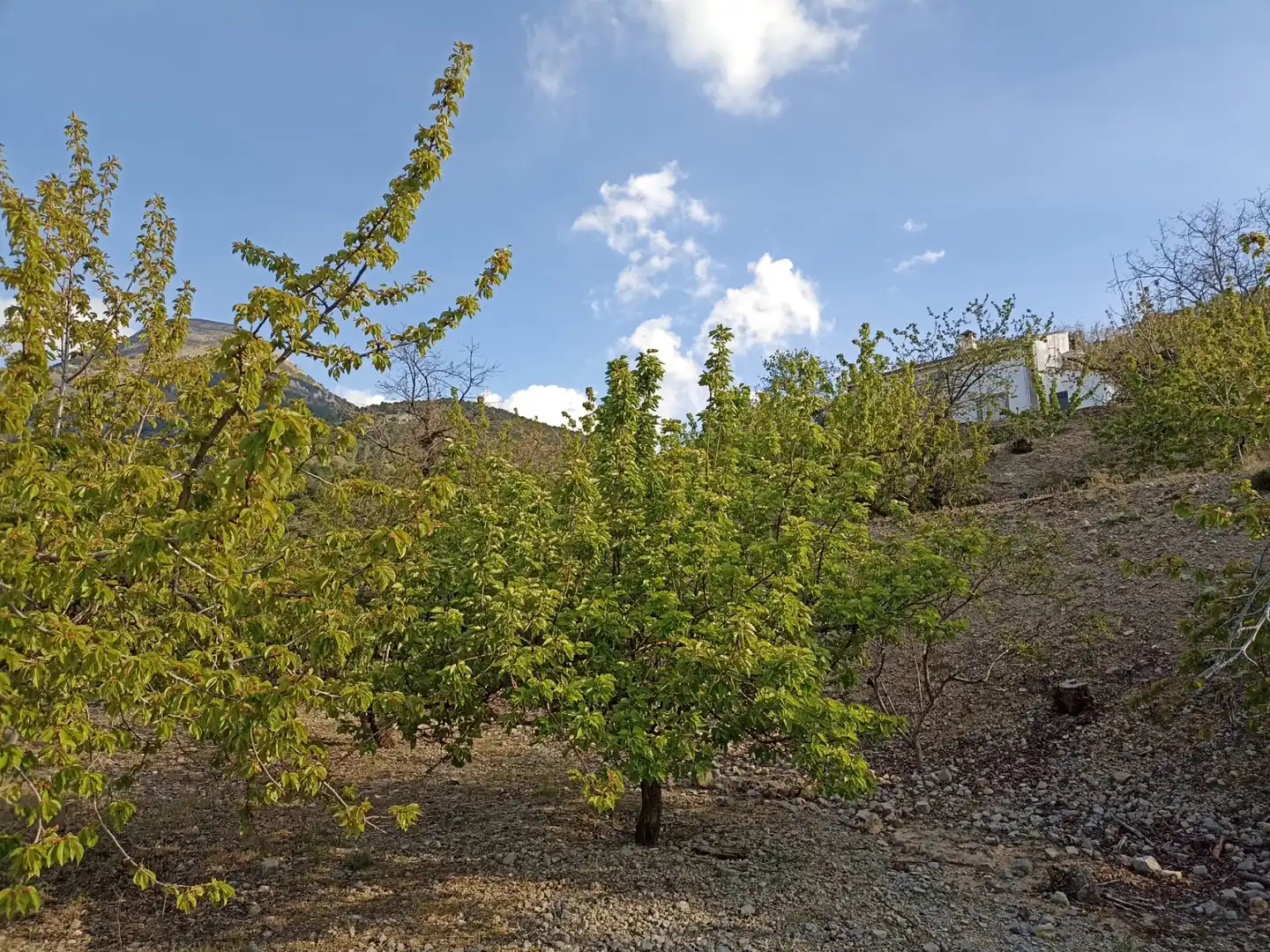 Land for sale in Torres